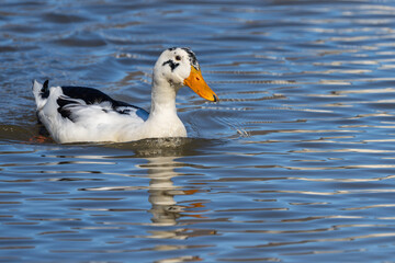White Mallard duck floating on a pond