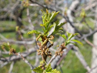 Swamp White Oak tree flowers in spring, Colorado