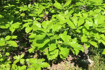 Swamp White Oak tree leaves, Colorado