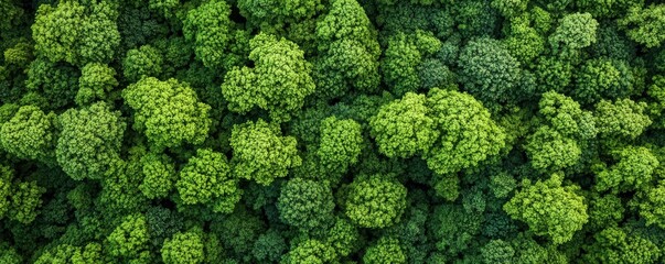 Lush green forest canopy: aerial view of vibrant tree tops in dense woodland