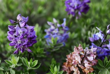 Obraz premium Soft purple wisteria flowers blooming on bunch green leaf twig seasonal botanical ornamental.