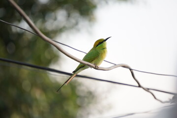 A colourful green bee-eater bird perched on a wire with red eye visible