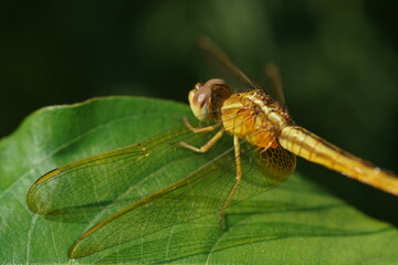 Side view of a dragonfly sitting on a leaf with focus on it's eyes, wings shining in sunlight