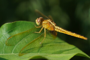 Side view of a dragonfly sitting on a leaf with focus on it's wings shining with sunlight
