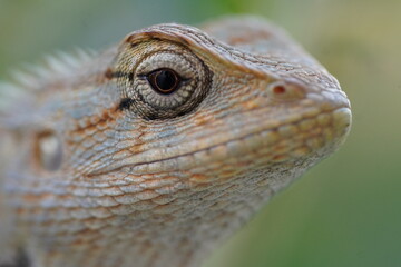 Extreme close up of a oriental garden lizard with scleral ring visible in eye