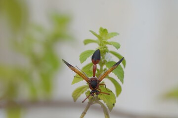 A red delta potter wasp sitting on a basil branch with extended wings