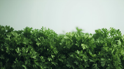 Obraz premium Fresh green curly parsley fills the frame with vibrant color and healthy appeal. Great for garnish.