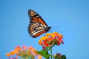 Obraz premium Spring summer monarch butterfly on orange lantana flower against blue sky on bright sunny day in nature, macro morning.