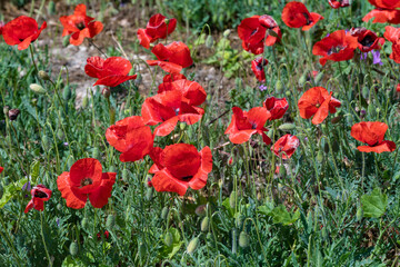 Obraz premium Red wild poppies on a sunny May afternoon. Crimea