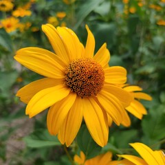 close-up of a beautiful yellow large echinacea flower. long leaves, petals, fluffy center

