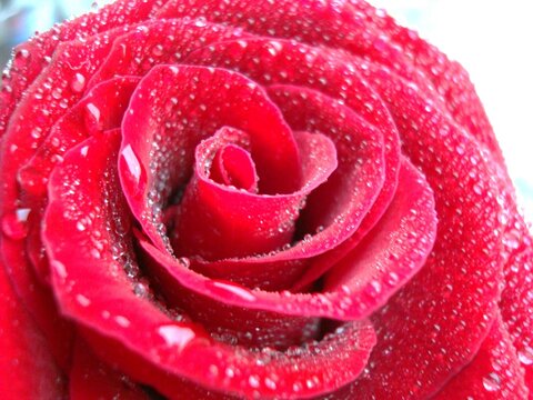 drops of dew after rain on a rose red rosi flower
