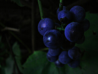 dark image of a grape branch, blue berries, high contrast 
