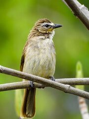 A close-up of a white-browed bulbul perched on a tree branch.