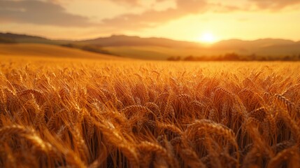 Golden wheat fields at sunrise agricultural landscape photography nature environment serene viewpoint