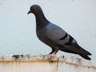 Full outdoor shot of a pigeon perched on a light beige wall.