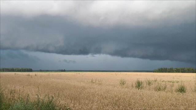 A stormy sky over a golden wheat field. Summer scenery with farm fields under dramatic rainy clouds. Thunderclouds over a wheat field