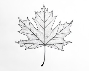 Fototapeta premium Pencil sketch of maple leaf on white background, nature illustration for design