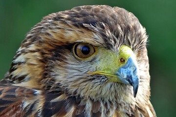 close-up of the head of a brown and white eagle