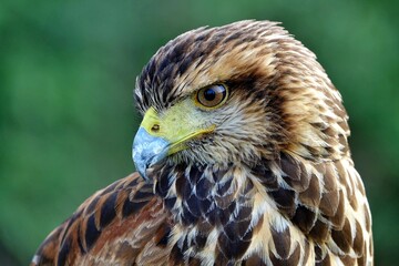 close-up of the head of a brown and white eagle