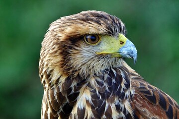 Close-up of the head of a brown and white eagle