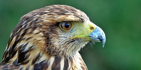 Close-up of the head of a brown and white eagle