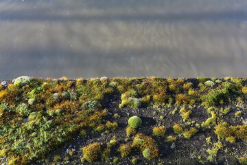 Mousse sur un quai au bord de l'eau