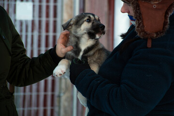 A cute sleddog puppy