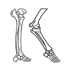 vector illustration of a human foot bony skeleton vector silhouette line art design