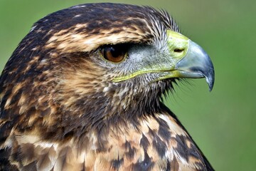 Close-up of the head of a brown and white eagle