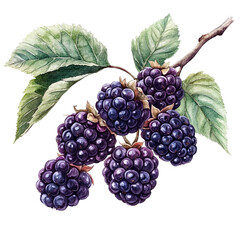 Blackberries on Branch with Green Leaves.