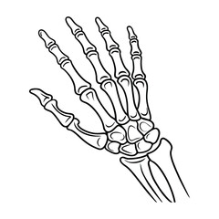 Human hand foot bones anatomy line art vector illustration design