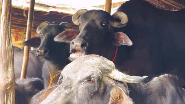 Mediterranea Italiana black buffalo raised on Italian cheese farm for production of buffalo milk used to make buffalo mozzarella, Mozzarella di Bufala Campana of Campania, burrata, caciotta