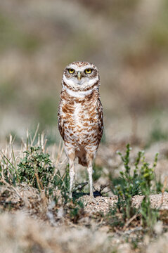 Burrowing Owl Athene cunicularia room for a title