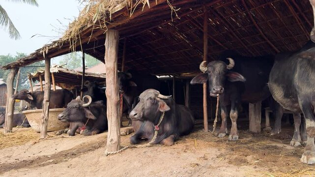 Mediterranea Italiana black buffalo raised on Italian cheese farm for production of buffalo milk used to make buffalo mozzarella, Mozzarella di Bufala Campana of Campania, burrata, caciotta