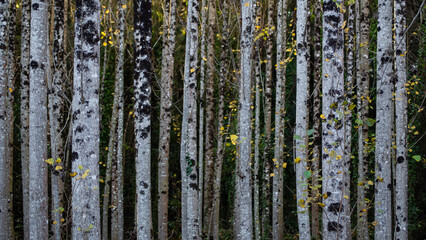 Fototapeta premium Árboles altos en un bosque denso