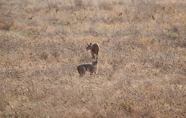 Fototapeta premium Karakal-Mutter mit Jungtier spielen im Ngorongoro-Krater (Tansania)