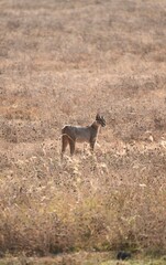 Karakal im Ngorongoro-Krater (Tansania)