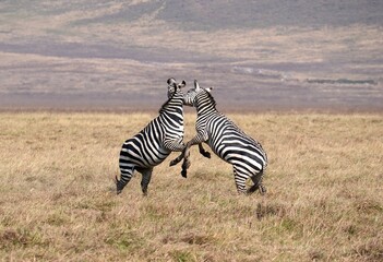 Hierarchiekämpfe unter Zebras im Ngorongoro-Krater (Tansania)