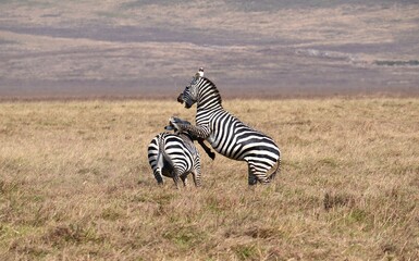 Hierarchiekämpfe unter Zebras im Ngorongoro-Krater (Tansania)