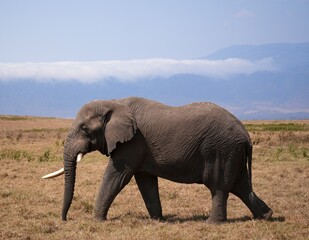 Obraz premium Elefantenbulle im Ngorongoro-Krater (Tansania)