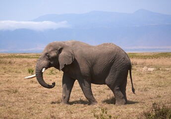 Obraz premium Elefantenbulle im Ngorongoro-Krater (Tansania)