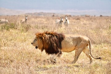 Großer männlicher Löwe im Ngorongoro-Krater (Tansania) © Tobias