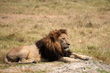 Großer männlicher Löwe im Ngorongoro-Krater (Tansania)