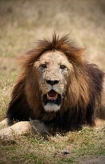 Großer männlicher Löwe im Ngorongoro-Krater (Tansania)