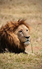 Großer männlicher Löwe im Ngorongoro-Krater (Tansania)