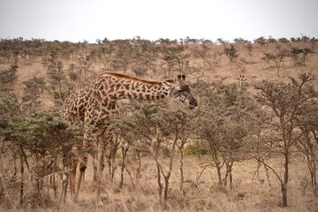 Giraffe im Ngorongoro-Schutzgebiet (Tansania)