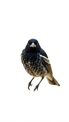 Bird Front View Full Body  Background