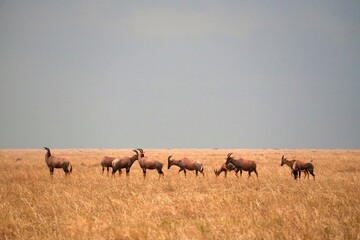 Fototapeta premium Topi-Herde beim Grasen im Serengeti-Nationalpark (Safari)