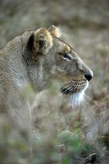Löwin auf der Pirsch im Profil im Serengeti-Nationalpark (Tansania)