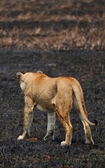 Löwin auf ein brandgerodeten Fläche im Serengeti-Nationalpark (Tansania)